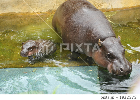 トロンガ動物園のコビトカバ（ピグミーヒッポー）の親子 1922575