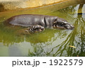 トロンガ動物園のコビトカバ（ピグミーヒッポー）の親子 1922579