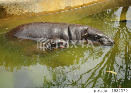 トロンガ動物園のコビトカバ(ピグミーヒッポー)の親子 トロンガ動物園のコビトカバ(ピグミーヒッポー)の親子 1922579