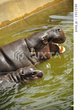 トロンガ動物園のコビトカバ ピグミーヒッポー の親子の写真素材