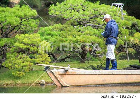 赤松 剪定 赤松 剪定 1922877