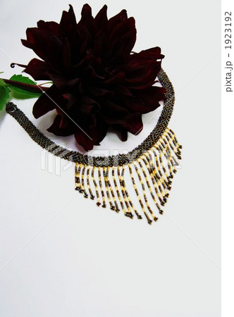 ダリア・黒蝶 1923192