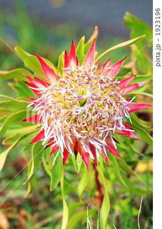 満開のキングプロテア 1923196