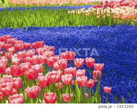 キューケンホフ公園 1923260