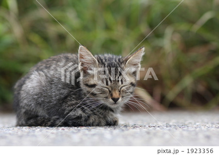 子猫の寝顔横 1923356
