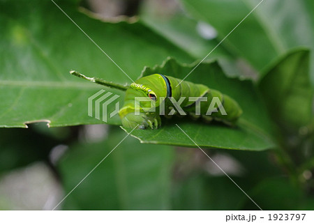 ミカンの葉を食べるナミアゲハの終齢幼虫 ミカンの葉を食べるナミアゲハの終齢幼虫 1923797