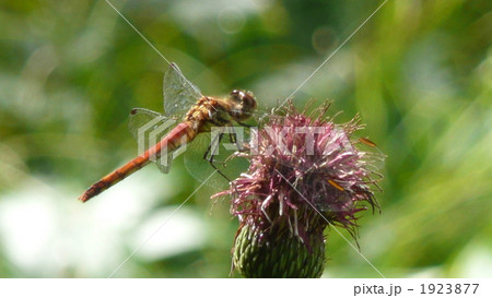 赤とんぼ 1923877