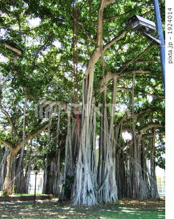 バニアンツリー（縦） 1924014