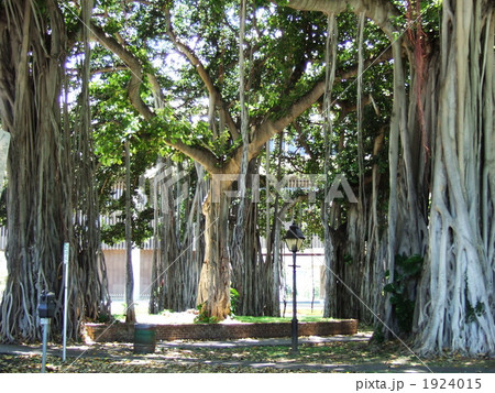 バニアンツリー（横） 1924015