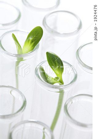 植物の研究開発イメージ 1924476