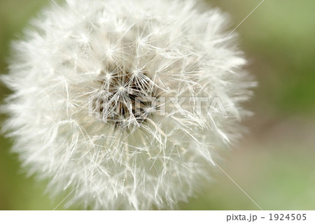 たんぽぽの綿毛 1924505