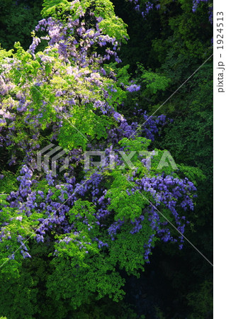 ヤマフジと新緑 1924513