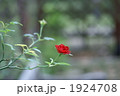 最後の一輪 1924708