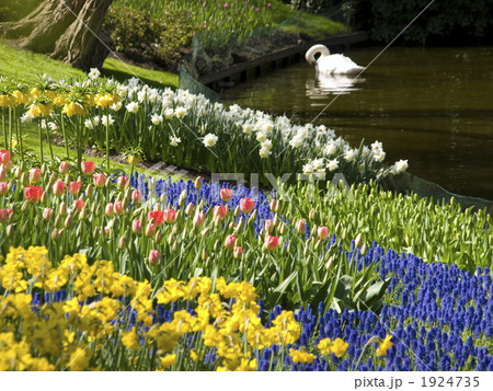 キューケンホフ公園 白鳥とチューリップ キューケンホフ公園 白鳥とチューリップ 1924735
