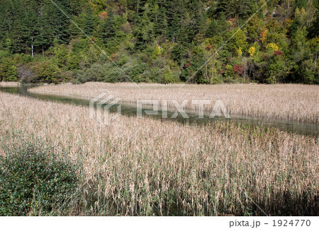 九寨溝の芦葦海 1924770