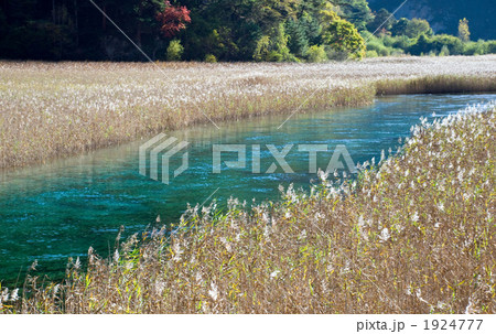 九寨溝の芦葦海 九寨溝の芦葦海 1924777