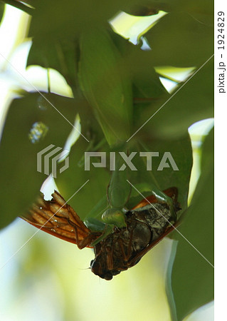 ハラビロカマキリに捕まったアブラゼミ 1924829