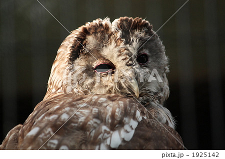 昼間は眠いよう ウラルフクロウの写真素材