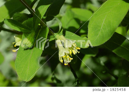 ハスカップの花 ハスカップの花 1925458