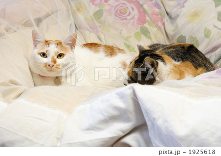 ネコの親子 ネコの親子 1925618