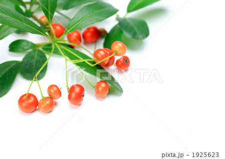 ピラカンサ 1925623