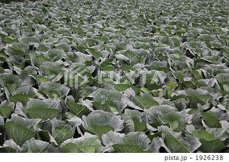 雨に濡れるキャベツ畑 雨に濡れるキャベツ畑 1926238