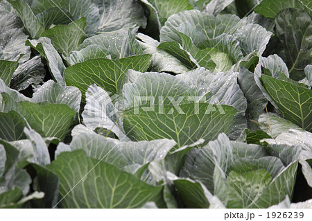 雨に濡れるキャベツ畑 雨に濡れるキャベツ畑 1926239
