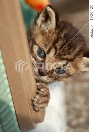 子猫 子猫 1926420