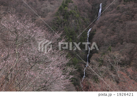 八滝と山桜 1926421