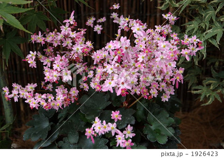 大文字草 1926423