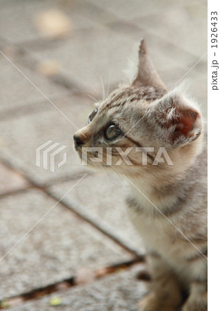 子猫 1926433