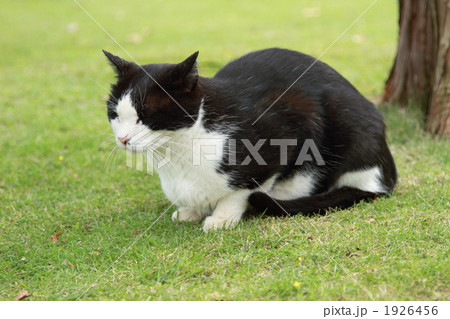 芝生でたたずむ猫 芝生でたたずむ猫 1926456
