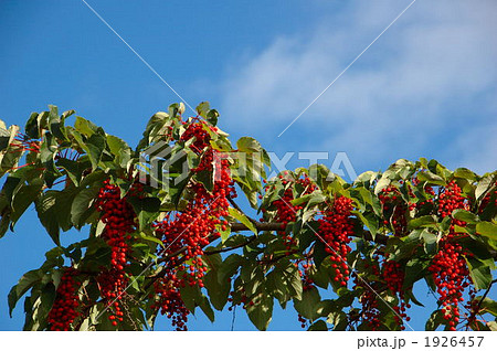 イイギリ 1926457