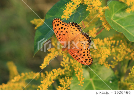 ひととき ひととき 1926466