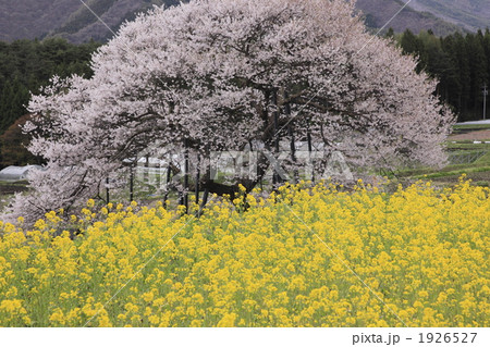 黒部のエドヒガン桜 黒部のエドヒガン桜 1926527