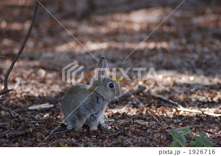 アナウサギ 1926716