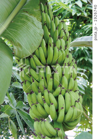 バナナ バナナ 1926740