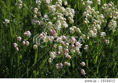 高山植物シレネ・ブルガリス（シラタマソウ） 1926815