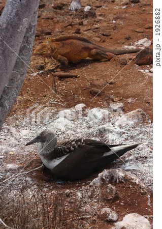 陸イグアナとあおあしカツオドリ 1926882