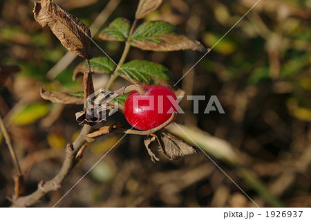 晩秋のハマナスの実 1926937