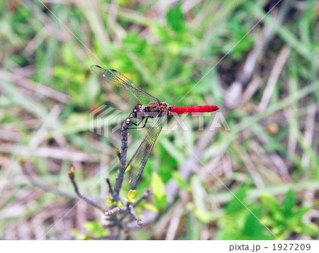 赤蜻蛉 1927209