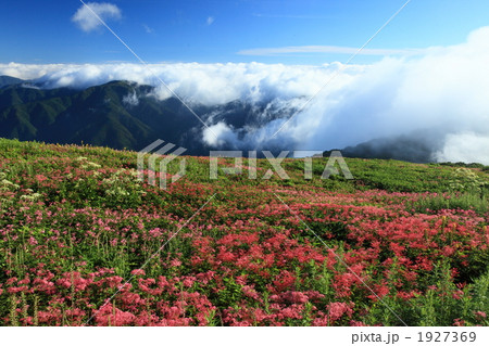 ８月夏 伊吹山のお花畑 関西の夏景色の写真素材