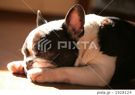 愛犬ビンゴ 1928124