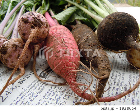 いろいろな大根 1928654