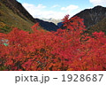 涸沢カールの紅葉 1928687