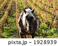 ブルゴーニュワイン畑 1928939