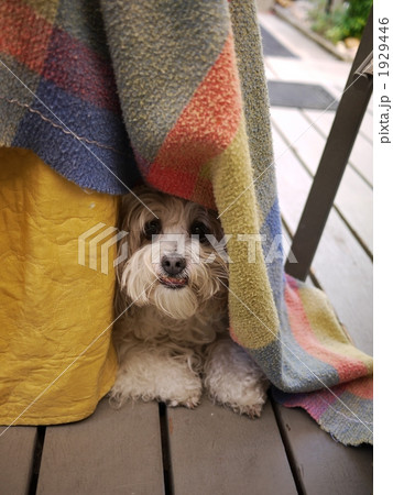 テリア犬 1929446