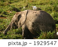 象と鳥 1929547