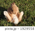 お座りうさぎ１ 1929558