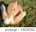 お座りうさぎ２ 1929562